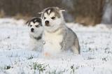 ALASKAN MALAMUTE 245